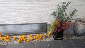 南天とフォックスフェイス